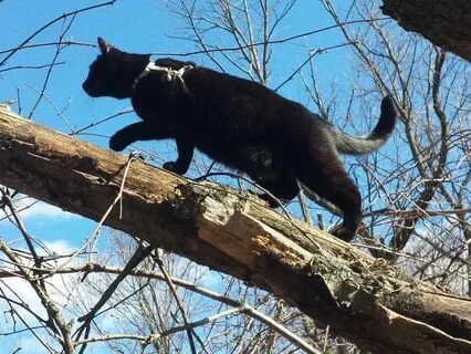Magical Forest Cat Meditation