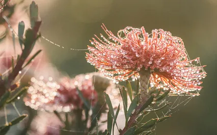 Magical Morning - Centred Heart Energy