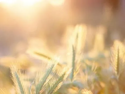 Magical Morning Meditation