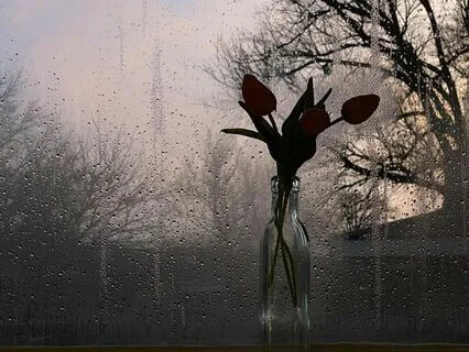 Magical Morning Rain: Meditative Reflections