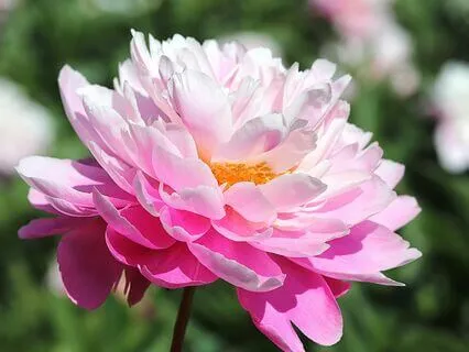 Magical Morning - Uplifting Chimes Sound Healing