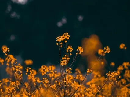 Magical Mystical Garden