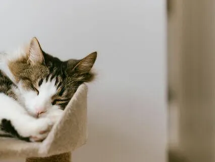 Magical Sleep Story Collection For Insomnia