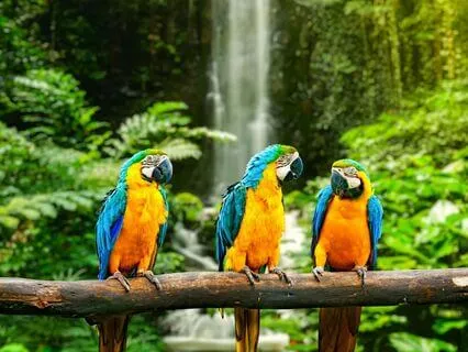 Magical Soundscape Of The Rainforest For Rejuvenation