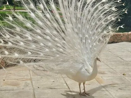 Magical Spiritual Practice - Poem