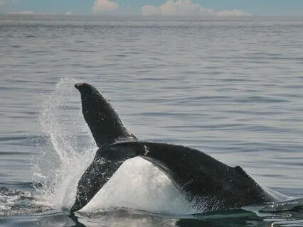 Magical Whale Song & Healing Harp