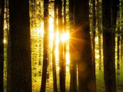 Magical Woodland Sleep Story