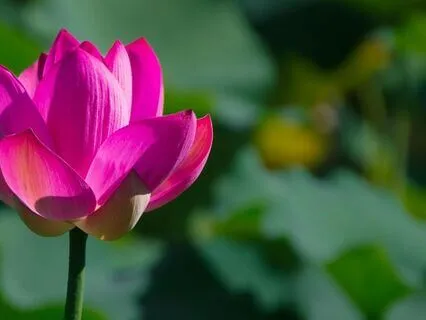 Magnetic Heart Meditation: Raise Your Vibration