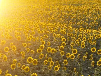 Magnetic Money & Abundance Meditation