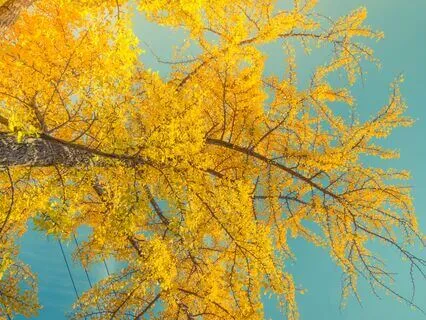 Magnetic Sleep Meditation That Attracts Abundance