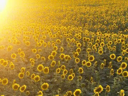 Magnetic Wealth & Abundance Subliminal (528 Hz)