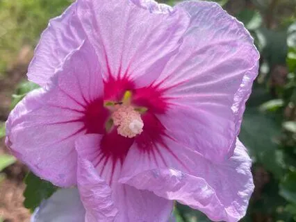 Magnetize What You Want Meditation