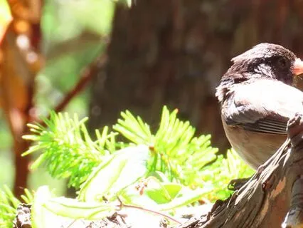 Magnetizing Alchemical Transformations Into The Human Vessel