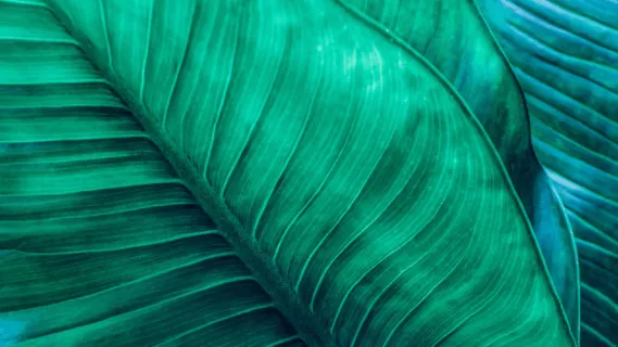 Magnificent Morning Relaxation  - 5 Min Daily Insight