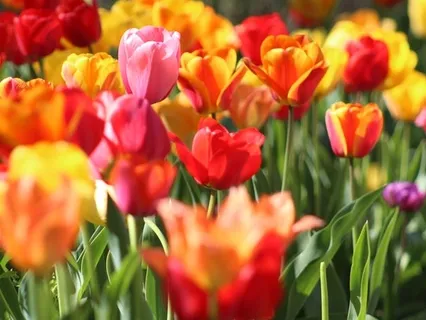 Maha Laxmi Chant ( Goddess Of Abundance) Raga Bhoopali on Crystal Slide 