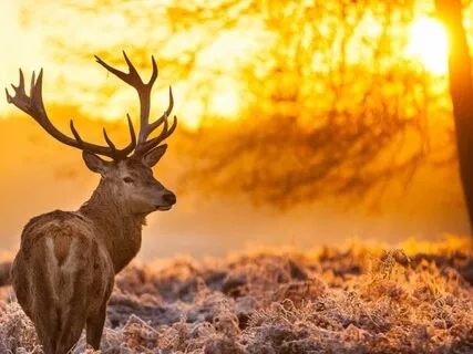 Maha Mantra For Piano