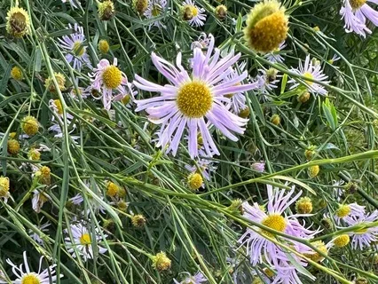 Mahamritunjaya Mantra