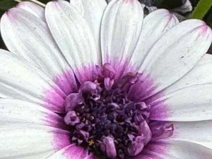 Maintaining Insight Of Inner Self In Meditation