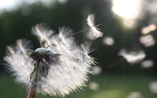Make A Wish