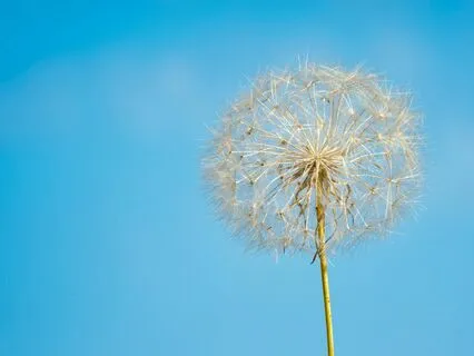 Make A Wish, With Archangel Chamuel