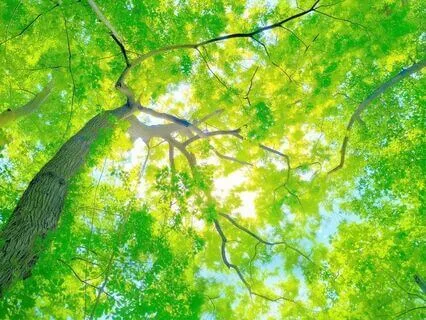 Make Contact With Trees For Immediate Grounding 432 Hz