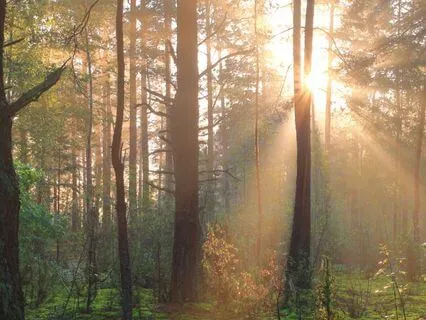 Make Of Yourself A Light