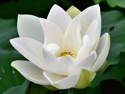 Make Peace With Your Inner Voice