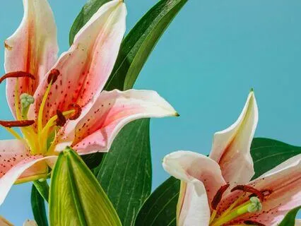 Make Yourself Tangible – Seeking God's Presence Among Us