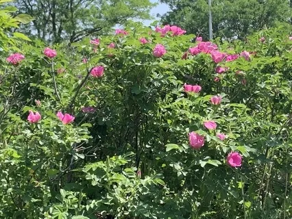 Making Choices Is Easy!