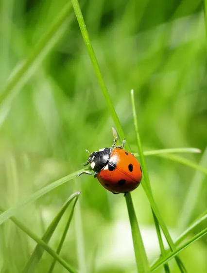 Making Friends with Your Thoughts