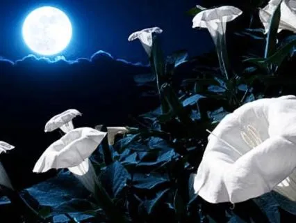 Making Moonflower Brew At The Wizard's Cottage - Sleep Story