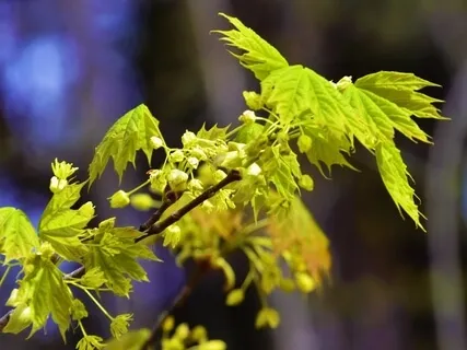 Making Peace With Change – Unraveling Shaltazar