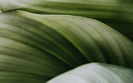 Making Peace With The Future