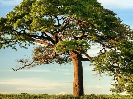 Making Way For A Sunny Day (Morning Practice)