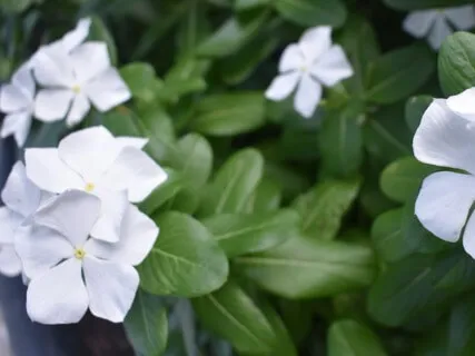 Managing Change During The Coronavirus