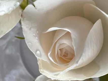 Managing The Process Of Death & Dying