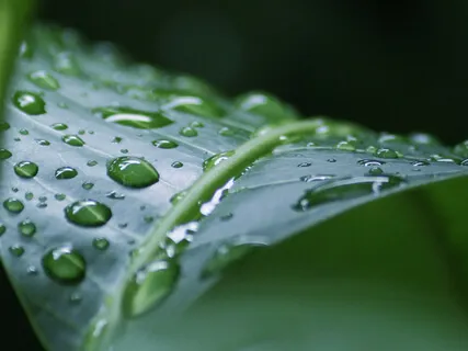 Mango Tree Meditation