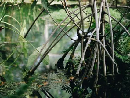 Mangrove