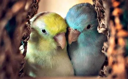 Manifest A Soulmate Meditation