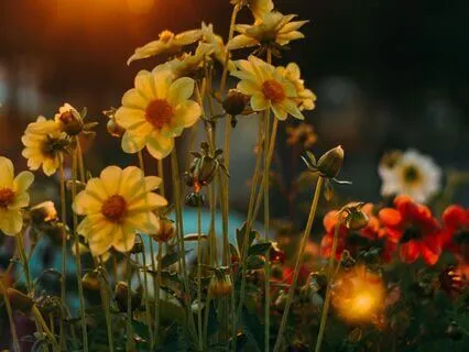 Manifest Abundance: Meditation For Gratitude And Prosperity