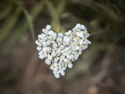 Manifest From Your Heart Chakra