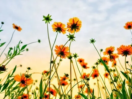 Manifest Joy: A Daily Practice Of Gratitude