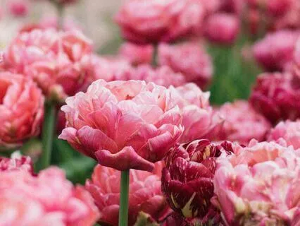 Manifest Miracles: Affirmations For A Magnetic Life