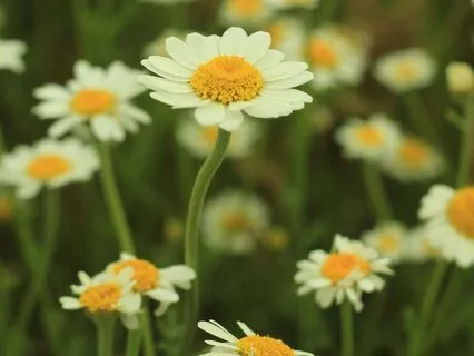 Manifest Miracles: Ten Nourishing Deep Breaths