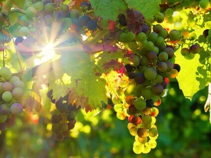 Manifest Mircles and Transformations: 528 Hz Tuning Fork