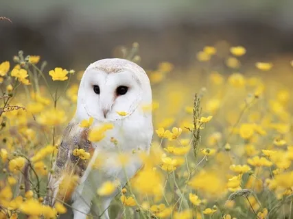 Manifest Owl Energy For Wisdom & Solutions