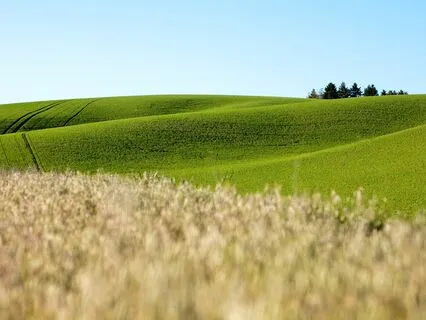 Manifest Peace: Anxiety-Free Tunes