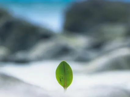 Manifest The Power Of The Small For Joy & Growth