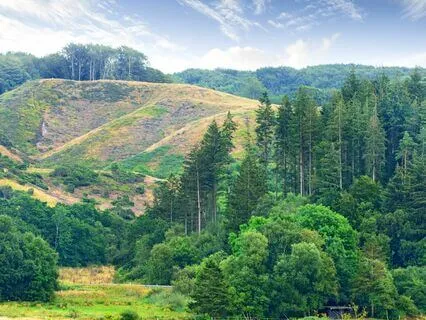 Manifest Tranquility: Music For Peace