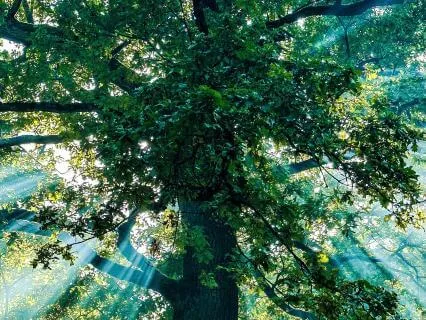 Manifest While You Sleep: Subliminal Abundance Affirmations